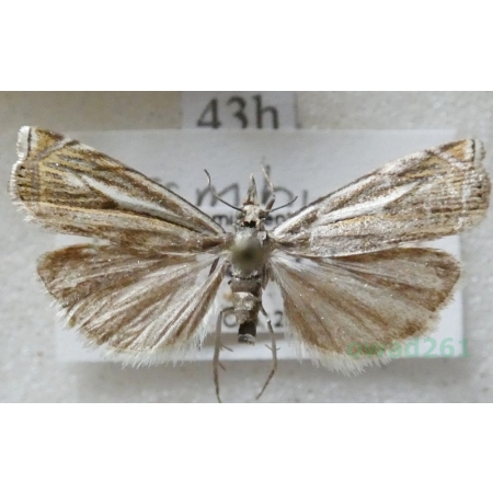 Crambus lathoniellus (Zincken, 1817) Wachlarzyk natrawny Czech43h